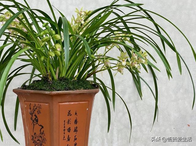 十大最香兰花品种，11种难得一见的名贵兰花