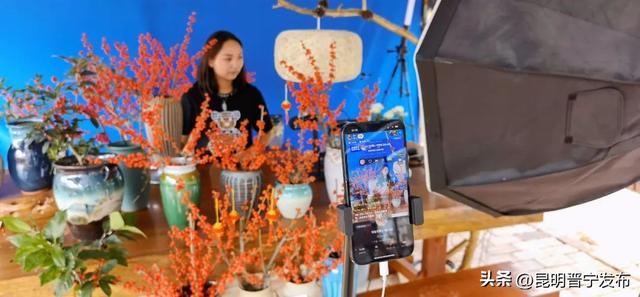 冬青树价格多少钱一棵，冬青树多少钱一棵（单枝卖到30多元）