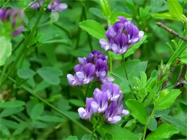 苜蓿草怎么读，“苜蓿”怎么读（中国粗饲料介绍——苜蓿）