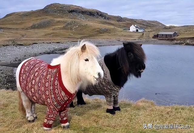 小狗的简单介绍，狗的介绍手抄报（狗狗也分高低贵贱）