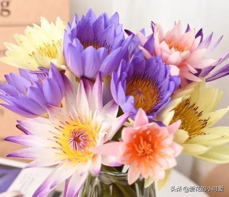 各国的国花是什么花，世界各国的国花是什么（一花一世界‖世界各国的国花你知道多少）