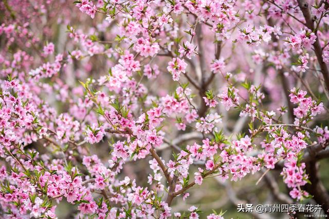 春天开的花有哪些，花名、颜色（每一个品种都能开成花海景观）