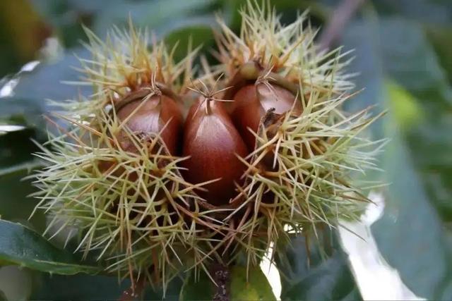 迁西板栗是哪里产的，迁西板栗几大主产区（这5个地方比较出名）