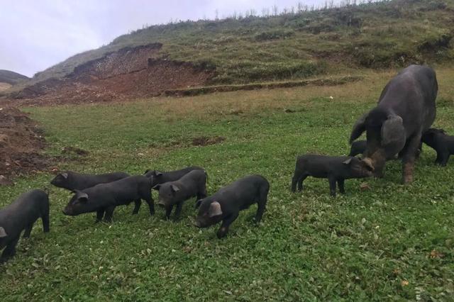 猪肉切片怎么切，猪肉切片怎么切好看（满屏小鲜肉~猪肉部位大拆解）