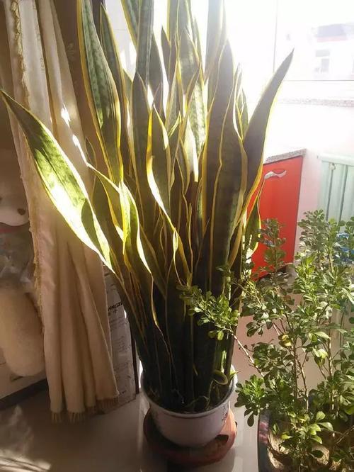 纯氧气能吸吗，纯氧气可以呼吸吗（建议养些“健康花”）