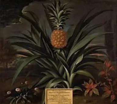 菠萝的寓意是什么，国王的头上为什么有个菠萝-吉吉国王