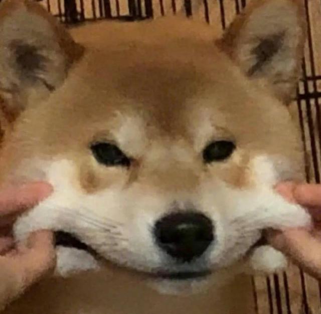 搞怪动物表情包，微信头像，搞怪动物表情包（收集一些搞怪的动物头像）