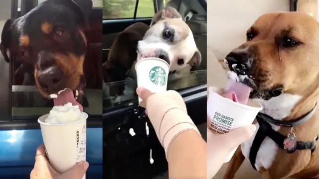 星巴克隐藏菜单，星巴克隐藏菜单攻略（星巴克终极隐藏菜单）