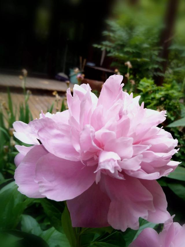 芍药花语，粉色芍药花——真诚不变（粉色芍药花语）