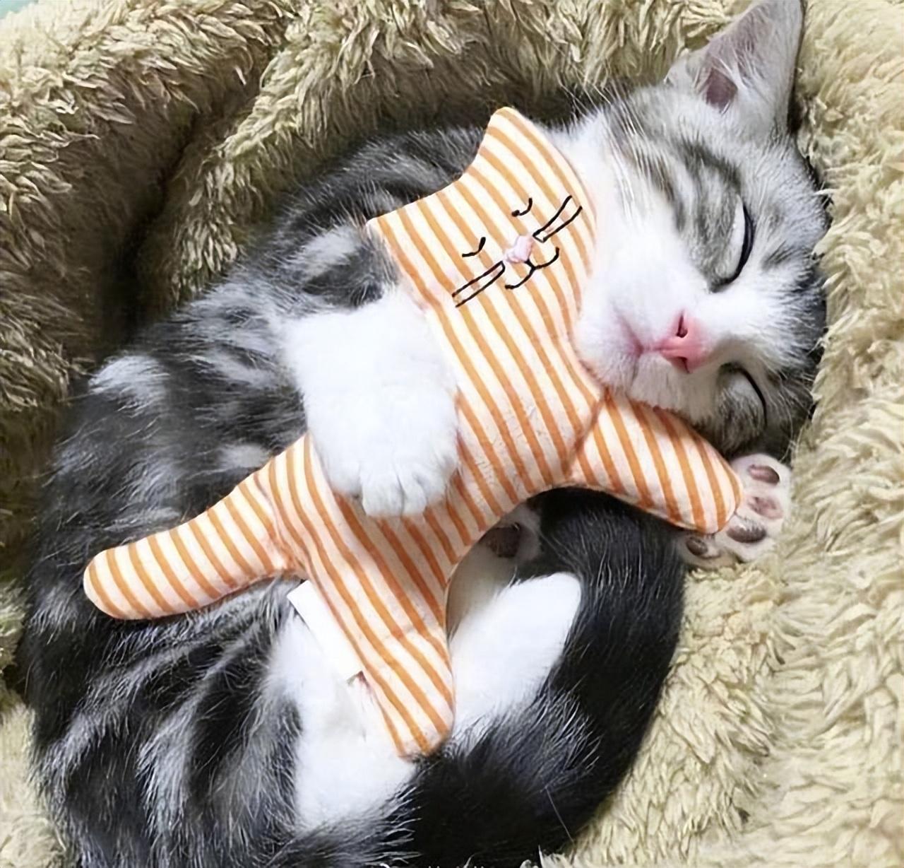 猫睡在枕头旁说明什么，猫咪睡在枕头边代表（猫咪睡觉的哪些动作）