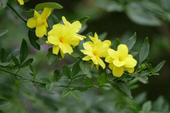 春天开的常见的花，春天的花有哪些（春天的花有哪些 名字）