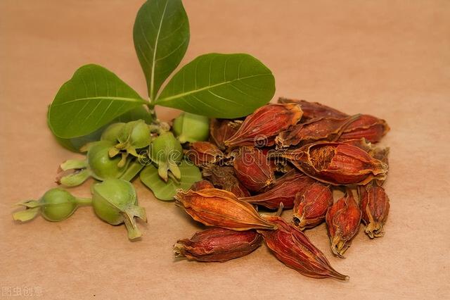 山栀子的功效与作用，栀子的药用功效与作用（——角药——栀子、茵陈、大黄配伍以及方剂）