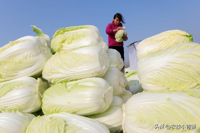如何自己种白菜，怎么种白菜（怎样才能种出高产优质的大白菜）
