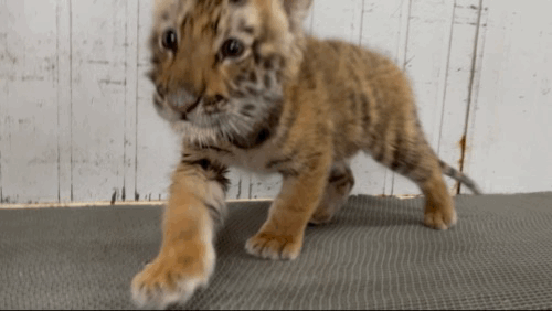 深圳世界之窗门票多少钱一张，深圳世界之窗晚上门票多少（动物园\u0026世界之窗/欢乐海岸水秀）