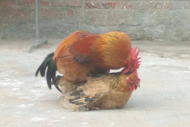 鸡是怎么受精的，鸡是如何受精的（是怎么跟母鸡交配完成繁衍的）