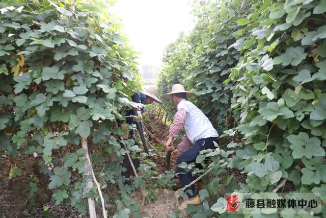 葛根多少钱一斤，葛根市场价多少钱一斤（藤县5万亩粉葛开始陆续采收上市）