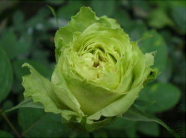 绿色的花有哪些，开绿色花的是什么兰花（ 绿叶常见绿花不常见）