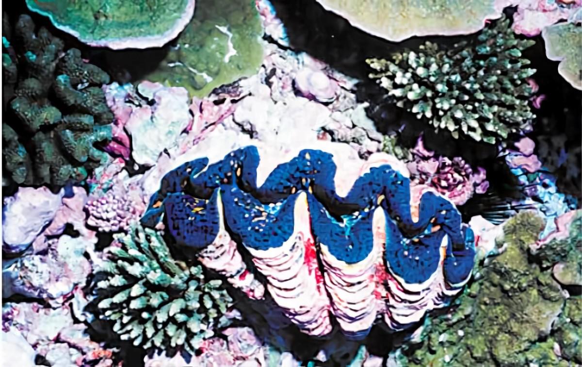 夜光蝾螺在黑暗中能发光吗，夜光蝾螺会发光吗（这种东西来自二级保护动物）