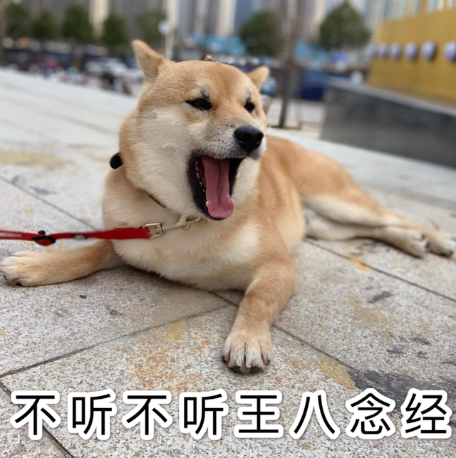 狗名字大全洋气的顺口，狗名字大全洋气的顺口公狗（还在给狗狗起这些“名字”吗）