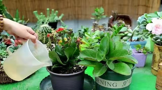 过期牛奶可以蒸馒头吗，过期的牛奶能蒸馒头吗（过期的牛奶还能喝吗）