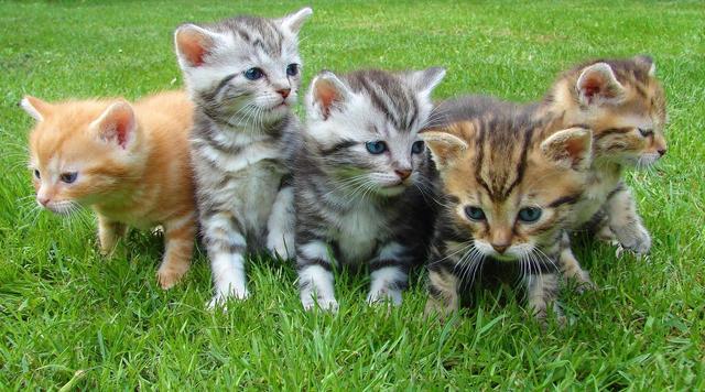 养猫的注意事项，养猫的注意事项大全（养猫专家告诉大家：猫咪的雷区）
