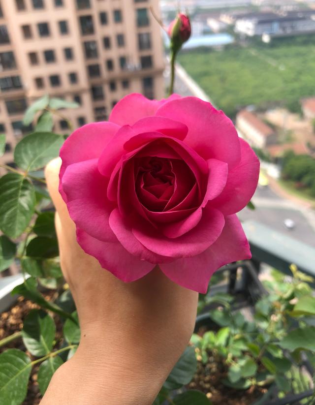 红色贵族是什么意思，贵族指的是什么（长得像牡丹的月季—伊芙·红色贵族香水）