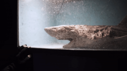 废弃水族馆惊现十大恐怖怪鱼，诡异现身引发探险者恐慌与热议