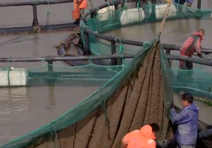 卖金鱼好赚吗，金鱼生意怎么样（别人不支持他偏要瞎折腾）