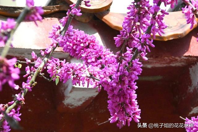 紫荆花的花语是什么，紫荆花的花语是什么意思啊（到底哪一种才是真正的“紫荆花”）