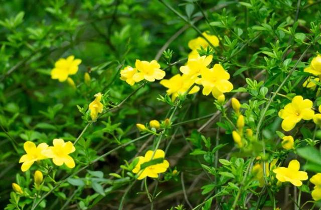 笑靥和笑魇的区别，笑魇如花还是笑靥如花（笑魇如花还是笑靥如花读音）