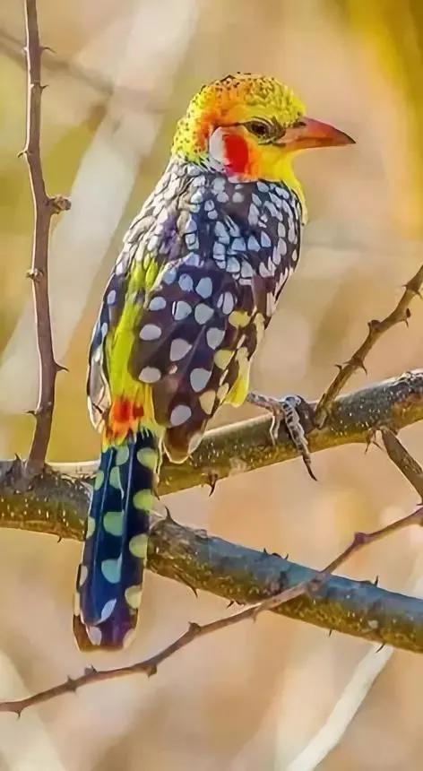 七彩文鸟的养殖方法，七彩文鸟的详细养殖知识（大自然中的“彩色精灵”）