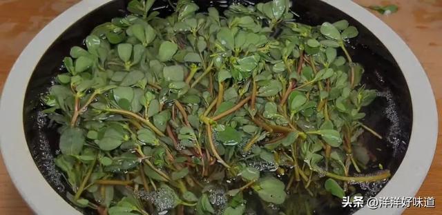 农村的这种野草大家认识吗，老人称“肿瘤草”