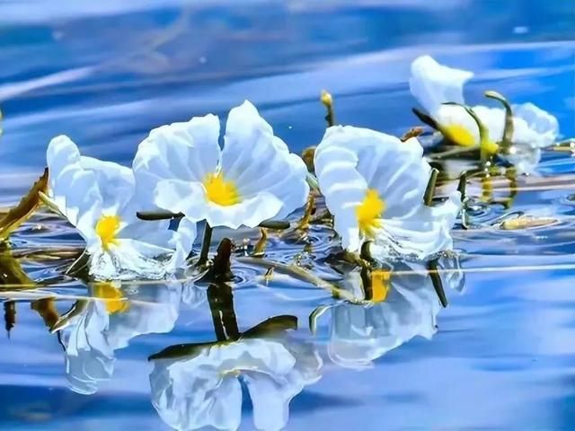 水性杨花是什么意思，海菜花为啥叫水性杨花（与“水性杨花”来场美妙的邂逅吧）