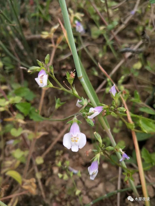 那些四月里开出绚烂花儿的野生植物们，四月有什么花开花