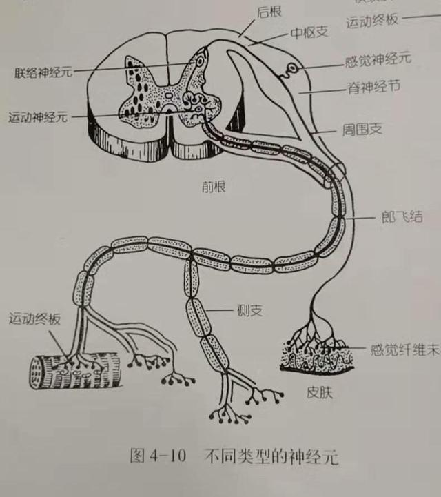 灰质和白质的区别，灰质和白质是什么东西（脊髓灰质解剖结构）