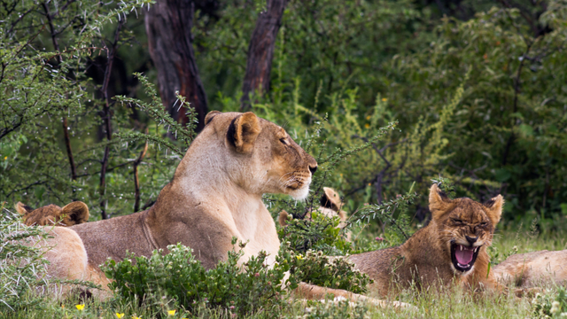 狮子是什么王?森林之王，狮子是什么王（狮子如果碰见了老虎）