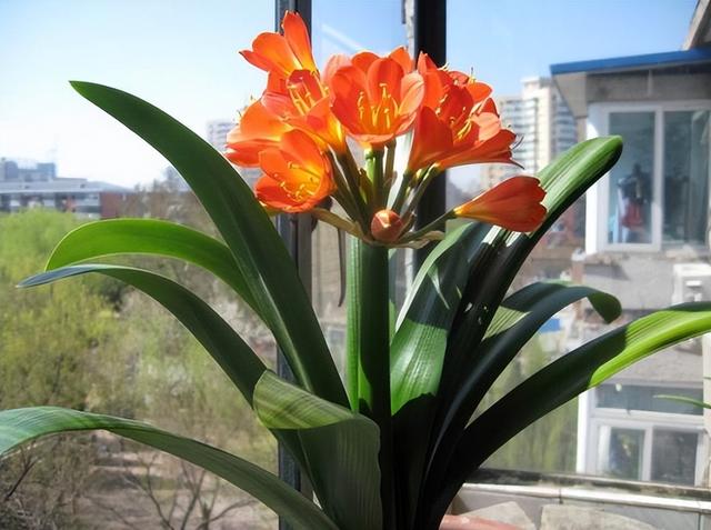 什么花象征长寿，什么花象征长寿之花（号称“养不死”的3种花卉）