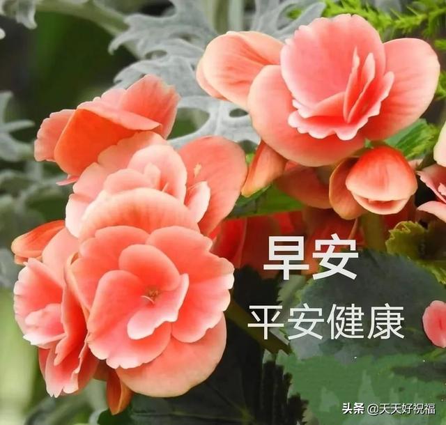 七开头的成语祝福，七字开头的成语祝福语（开心就对；健康长寿）