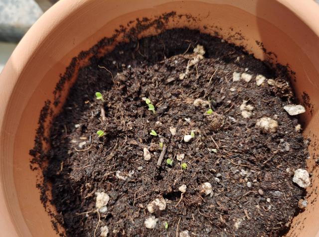 大青菜种子种植方法,大青菜种植技术(长得快绿油油)