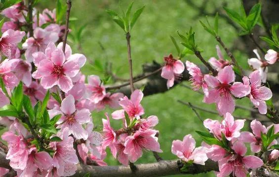 形容春暖花开的古诗词，关于春暖花开的诗句有哪些（从古诗词里走来）