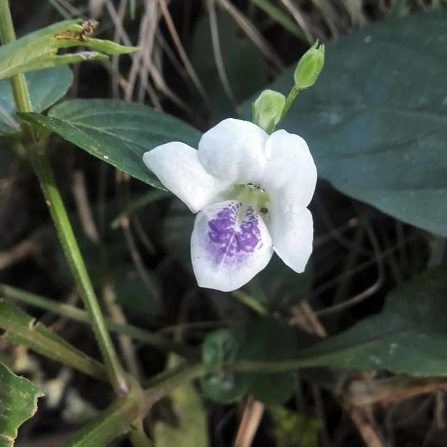 鲜花的花语和花的数目的寓意，鲜花数量的寓意（100种迷人的“数字花”）