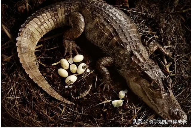 鳄鱼会下蛋吗,鳄鱼下蛋需要公鳄鱼吗(这些动物是如何产蛋,孵蛋,小动物