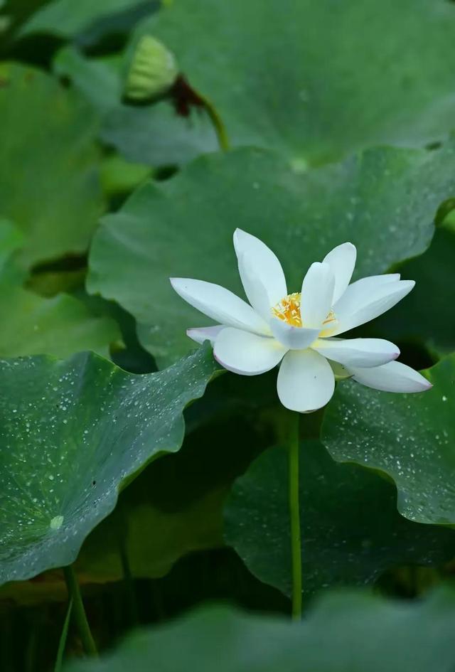 诗的音序是什么，诗的音序是什么音节是什么（什么样的诗才称得上好诗）