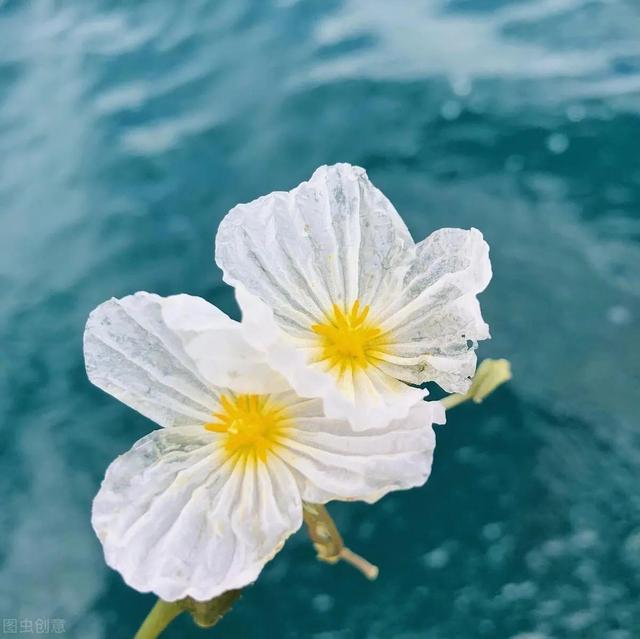 水性杨花是什么意思，海菜花为啥叫水性杨花（与“水性杨花”来场美妙的邂逅吧）