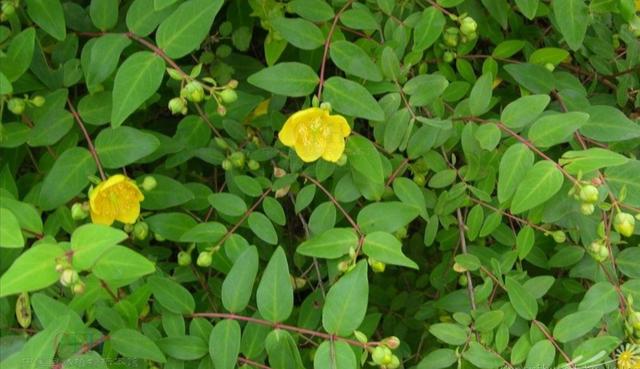 金丝梅（西南金丝梅，金丝梅是一种什么样的植物（金丝梅图片大全）