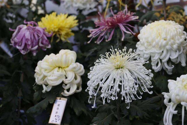 一个绿萝三个啥 阴气重三个鬼，一个绿萝三个啥（6种漂亮花“不吉利”）