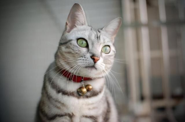 猫咪的品种有哪些，什么猫咪好看又好养