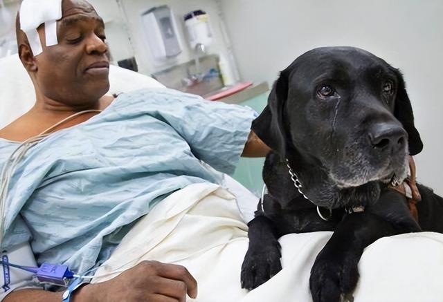 为什么狗养久了会邪门，狗养太久会做怪（揭秘：养“黑狗”真的很邪门吗）