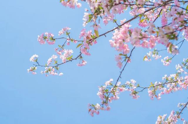 春天百花诗句大全，100句春花诗词