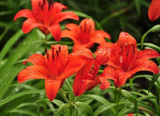 夸赞女人漂亮的句子，夸女人的美言佳句（女人如花，绚烂绽放，活出精彩）